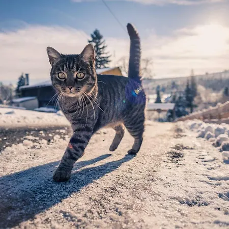 Skowronek 茨兹伊特纳