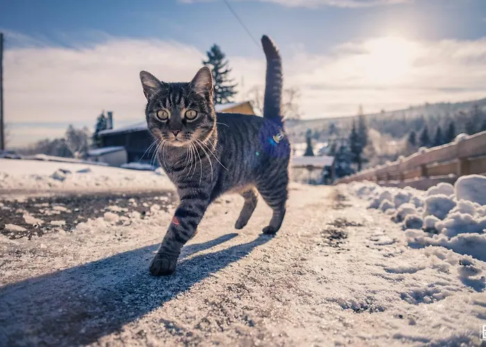 Skowronek 슈차이트나